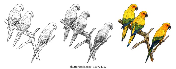 Three parrots hold on the branch