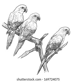 Three parrots hold on the branch