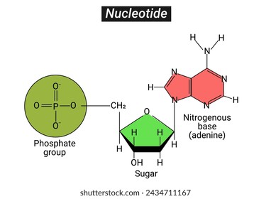 three parts of a Nucleotide