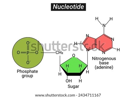 three parts of a Nucleotide