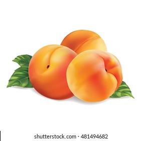 Three peach fruit with leaves isolated on white background. Vector illustration.