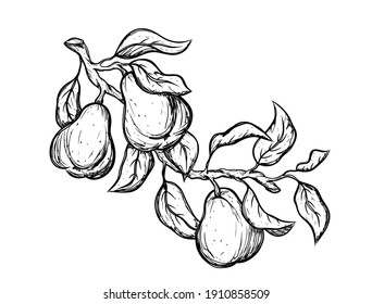 Tres peras con hojas en la rama del árbol. Esbozo de tinta negra, ilustración dibujada a mano. Impresión botánica, afiche, elemento para el producto agrícola, diseño de embalaje. Vector aislado gráfico, fondo blanco