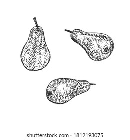 Three pears, vector illustration, hand drawing, hatching