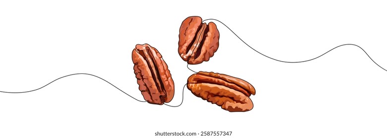 Three pecan nuts connected by a thin artistic line, featuring a hand-drawn style with rich brown tones. Vector illustration