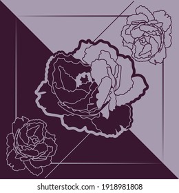 three peony buds on pink and purple background