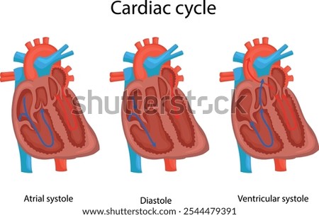 Three phases of the cardiac cycle. Diastole, atrial systole,
ventricular systole.