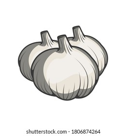 Three piece of garlic vector on white background
