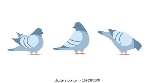 Three Pigeon cartoon icon. Clipart image isolated on white background.