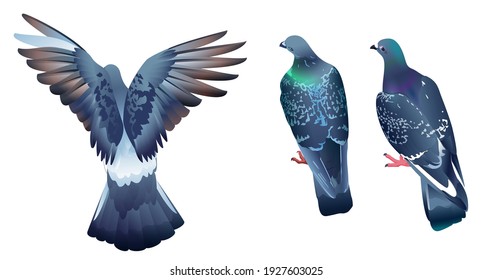 Three pigeons sit with their backs to viewer. Bird dove takes off. Vector illustration isolated on white