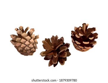 Three pine cones on a white background. Vector illustration       