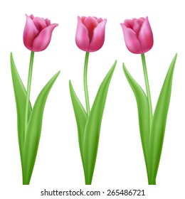 three pink cartoon vector tulips, tulip flowers isolated on white background, tulips vector set, tulips color teaser, tulips for decoration of greeting cards, pink tulips cartoon
