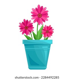 Three pink chrysanthemumes with leaves in blue pot on a white isolated background. Houseplant, gardening. Suit for card, banner, poster.