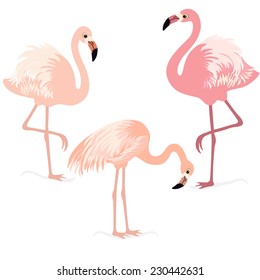 Three pink flamingos on white background