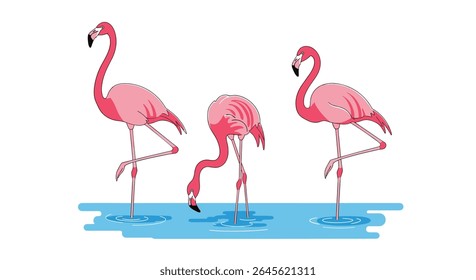 Three Pink Flamingos Standing on One Leg in Shallow Water