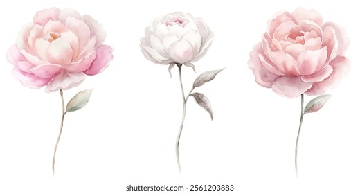 Three pink flowers are drawn in watercolor. The flowers are arranged in a row, with the middle one slightly taller than the other two. The flowers are delicate and seem to be in a garden setting