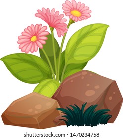 Three pink flowers with rocks on white background illustration
