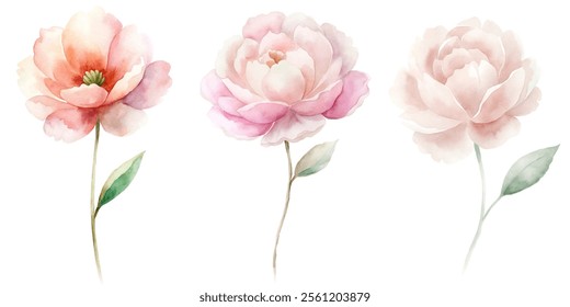 Three pink flowers are shown in a row. The flowers are very close to each other and are all the same color