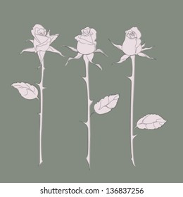 Three pink Rose buds on long stem on green background