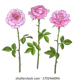 Three pink roses with leaves and stems. Realistic hand drawn vector illustration isolated on white background. Decorative element for flower shops tattoo, greeting cards, wedding invitations.