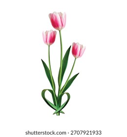 Three pink tulip flowers isolated on white background, a symbol of spring

