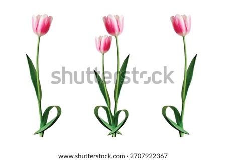 Three pink tulips isolated on white background, symbolizing love and affection