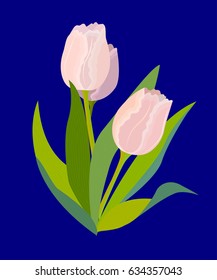 Three pink tulips on blue