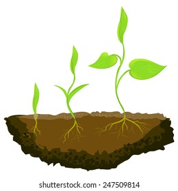 three plants growing in the ground. vector illustration