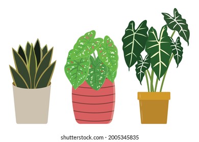 three plants in pots  in Indonesia this plant is known as the mother  in  law's tongue (Sansevieria)  elephant ear  Green Tiger Red Medium 