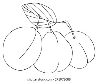 Three plums with a leaf on white background in the Delightful garden collection