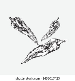 Three pods of hot pepper, painted on paper by hand, in a black and white contour, on a gray background. Graphic element for your design project.
