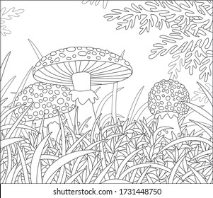 Three poisonous fly agarics with spots on caps hiding among thick grass on a pretty glade in a wild forest, black and white outline vector cartoon illustration for a coloring book page