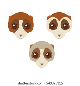 three portraits of Loris animal a white background