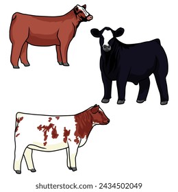 three postitions of cattle and calf livestock show vector