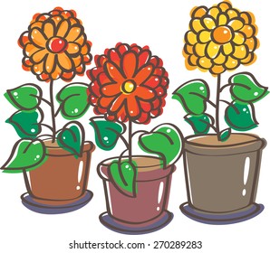 Three pots of blooming flowers
