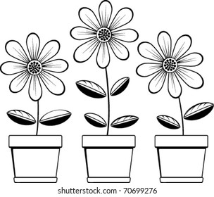 three pots with three daisies