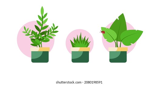 Tres ollas con plantas y hierba. Conjunto de iconos. Aislado. Fondo azul. Diseño plano. Vector