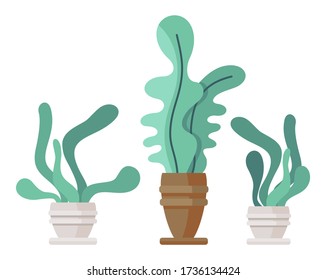 Tres macetas con plantas de las casas aisladas de fondo blanco. Ilustración vectorial de plantas verdes decorativas con hojas largas. El concepto de planta interior, la vegetación doméstica. Icono para logotipo, sitio web o aplicaciones