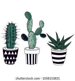 three pots with plants