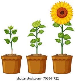 Three pots of sunflower plants illustration