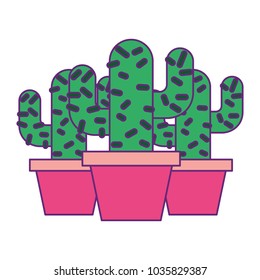three potted cactus plant natural