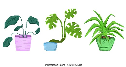 Three potted plants pixel art, houseplant,white background