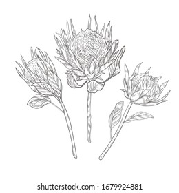 Three Protea Flowers On The Long Stems Sketch. Protea Flower Vector Hand Drawn On White Background.