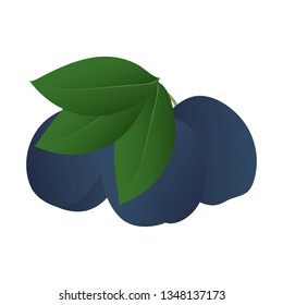 Three pulms and leaves isolated on a white background. Vector illustration.