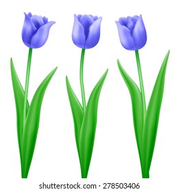 three purple cartoon vector tulips