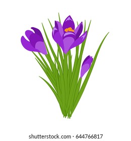 Three purple crocus blooming flowers isolated on white. Spring colorful plants with buds close up. Crocus flowers signs for greeting cards and invitations. Vector