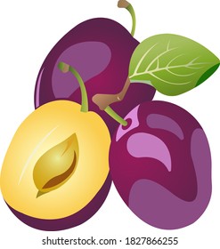 Three purple plums with leaves. Color image of food. Vector illustration isolated on white background.