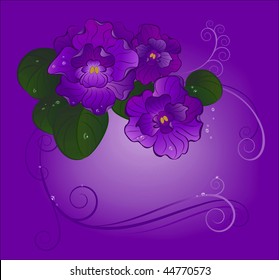 Three purple violets with green leaves shine transparent dew drops on a light purple background
