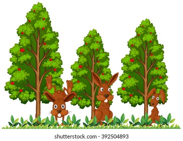 Three rabbits in the field illustration