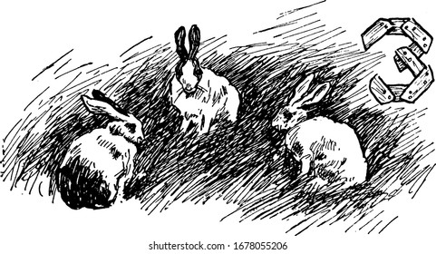 Three rabbits, found among the herbs and shrubs, facing each other in the farm field; having two sets of incisor teeth, one behind the other, vintage line drawing or engraving illustration.