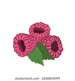 Tres frambuesas con hojas verdes. Ilustración plana de Vector en estilo de grabado. Perfecto para envases de alimentos, etiquetas de productos ecológicos, marcas orgánicas y diseños con temática frutal
